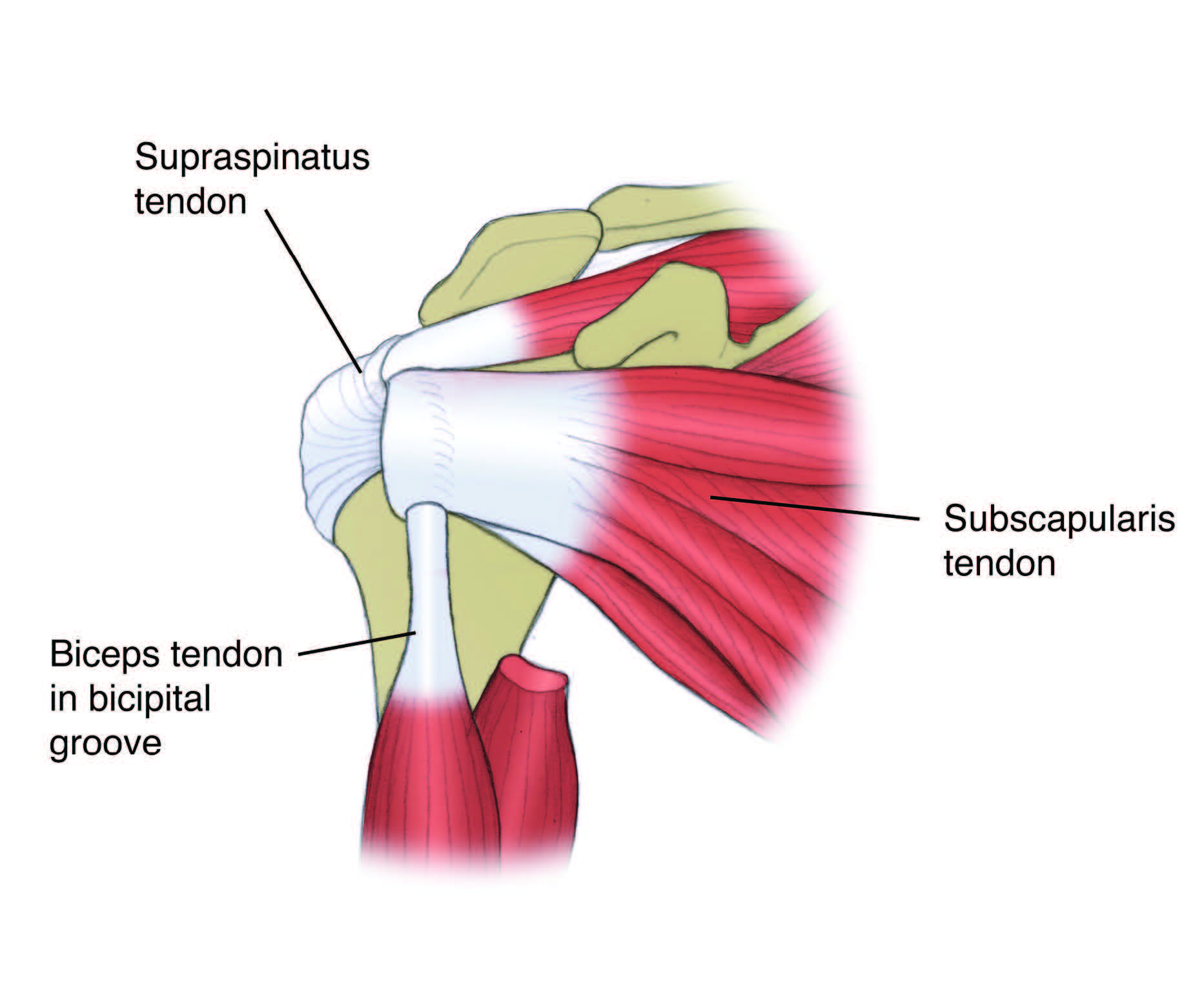 anatomy-of-the-subscapularis-muscle | EP Wellness Clinic ® • 915-850-0900