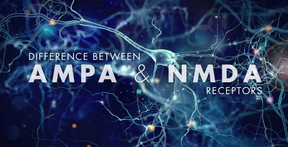 Difference Between AMPA and NMDA Receptors | El Paso, TX Chiropractor