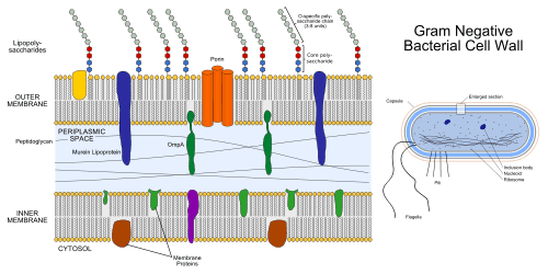 gram-negative cell wal.png