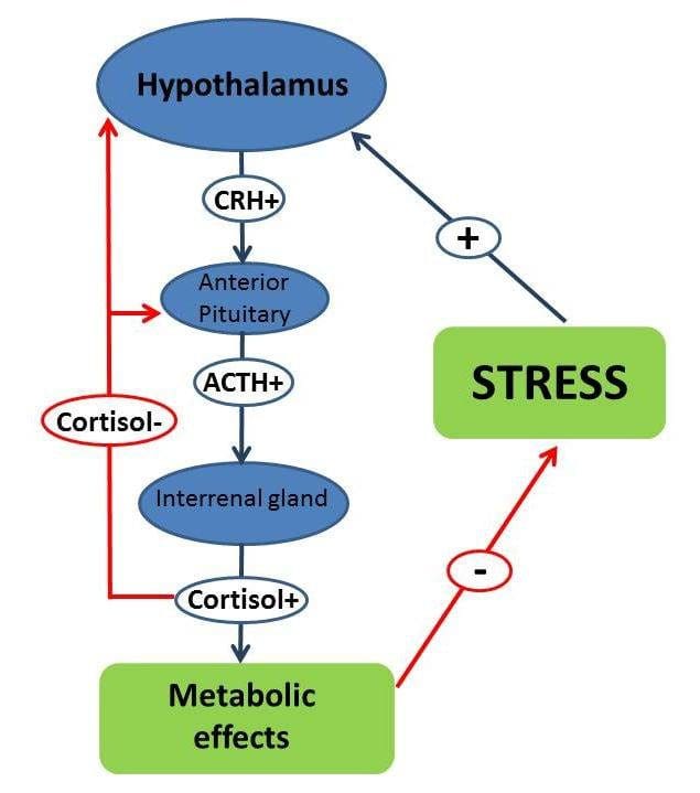 -Hypotalamo-hypofýza-interrenálna-os-ryby-kortikotropín-uvoľňujúci-hormón-CRH