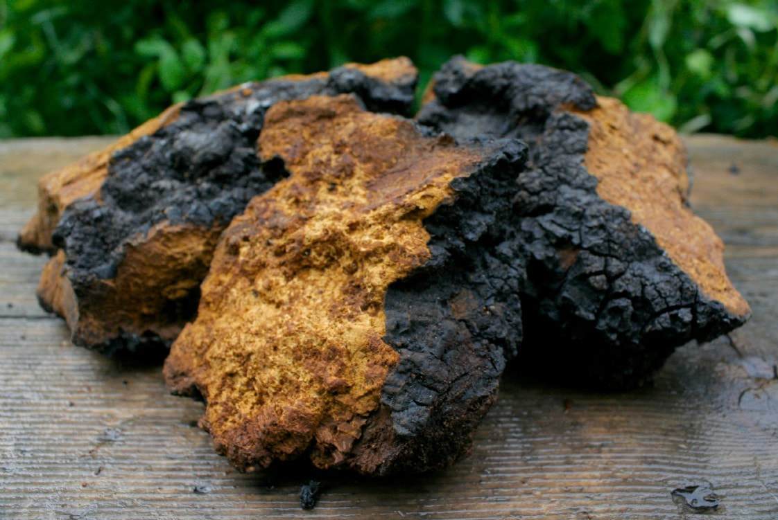 Chaga-chunk