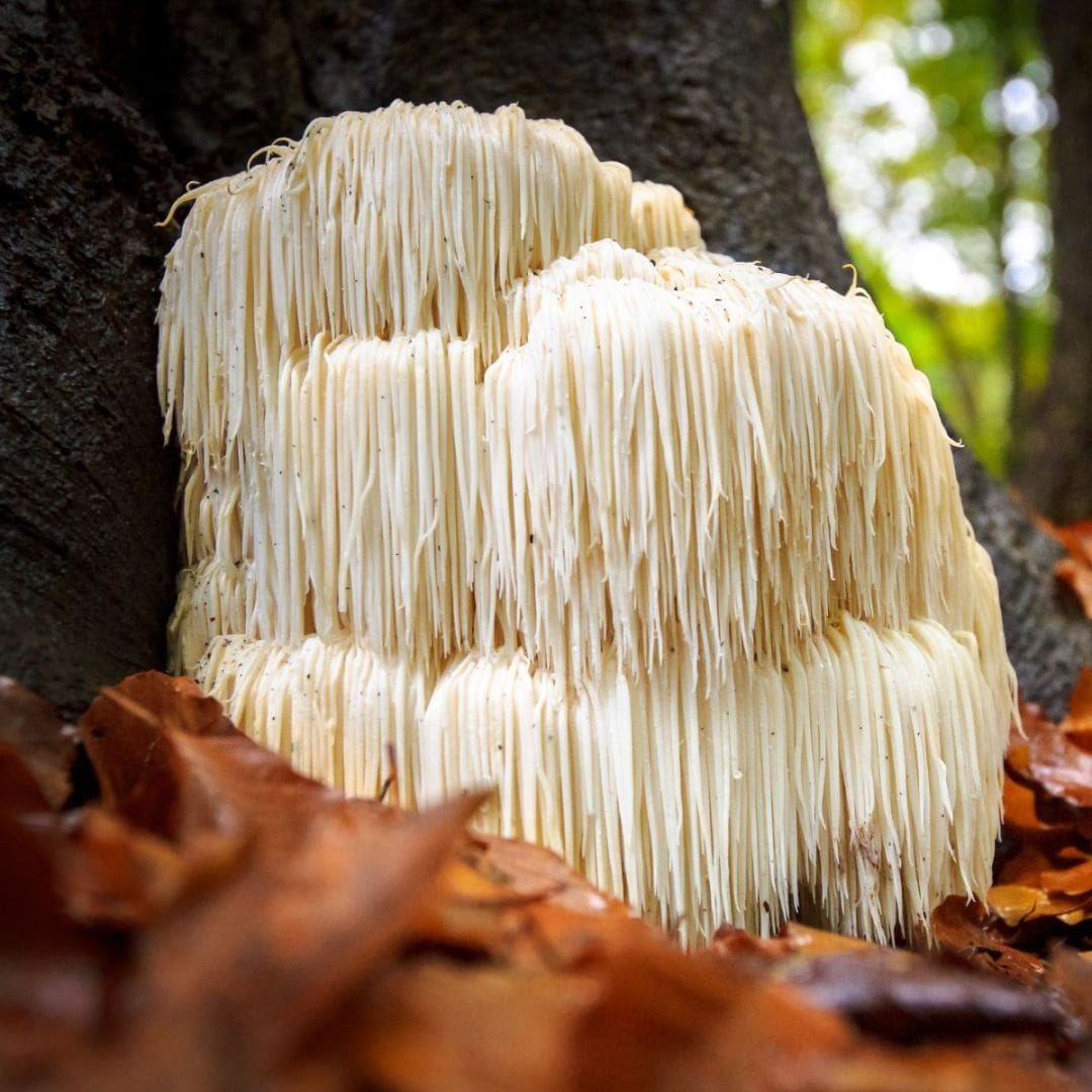 lion's mane