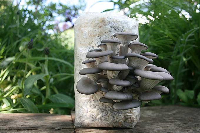 oyster mushroom