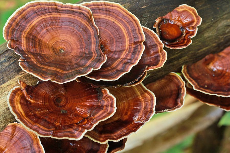 reishi_elixir_අමරණීයත්වය