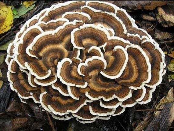 turkey tail