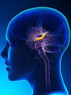 Hippocampus-Brain-dumar-2-weyn-bigstock.jpg