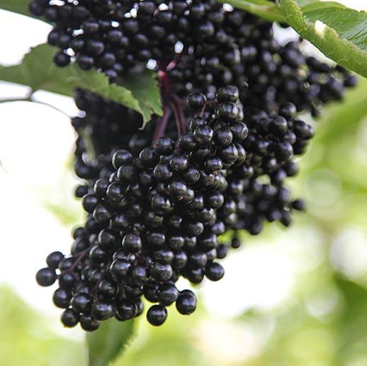 black-elderberry-sambucus-nigra-primary