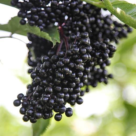 saúco-sambucus-negro-primaria