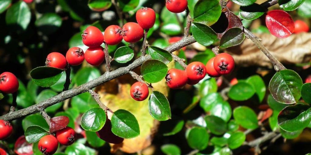 berberina-per-diabete è-berberina-naturale-metformina-alternative-06-1024x512