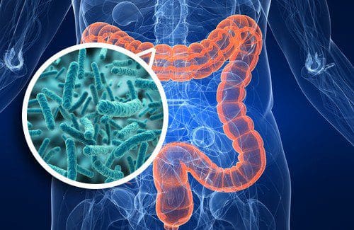 bifidobacterias no intestino