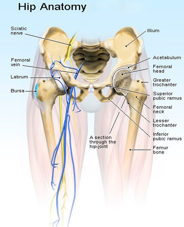 femoral and sciatic nerve