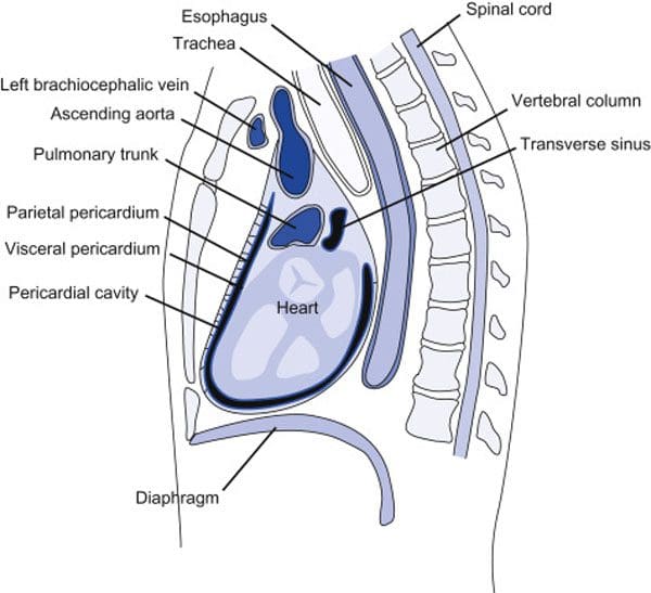 11860 Vista Del Sol, Ste. I-128 yoxinzelelo lwegazi oluphezulu kunye noLawulo lweChiropractic