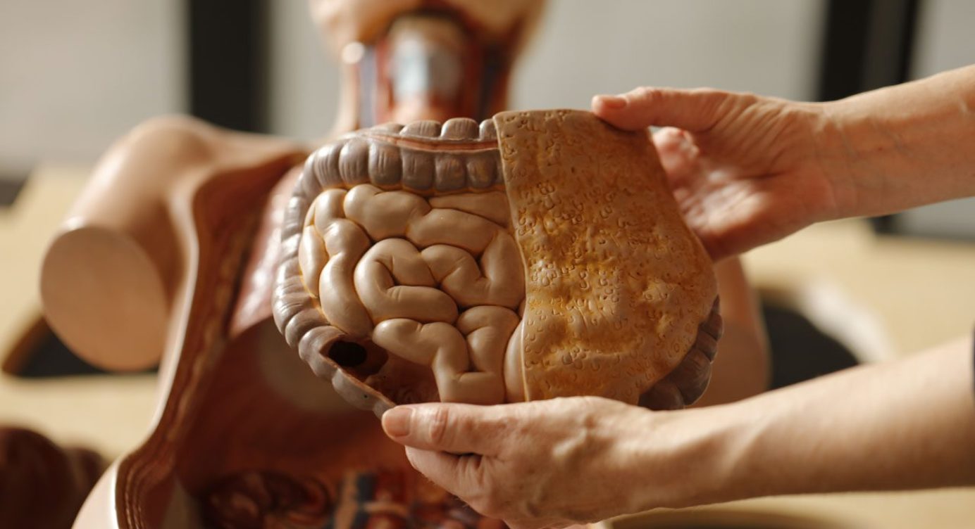 The Digestive Process: Chiropractic Wellness Doctor Rx